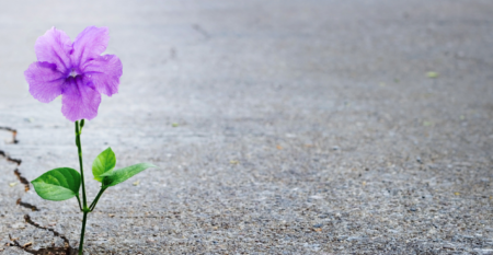 Header_roots of change_tiefenökologie_Gewaltfreie Kommunikation_ruhrgebiet10